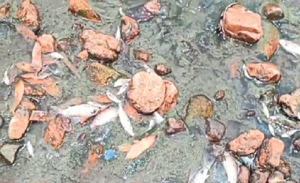 fish