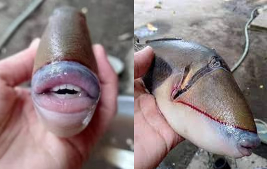 Picture of fish with bizarre human-like lips and teeth stuns netizens