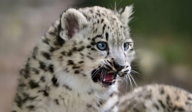 Leopard