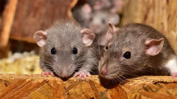 Rats