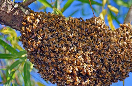 bee attack in karnataka