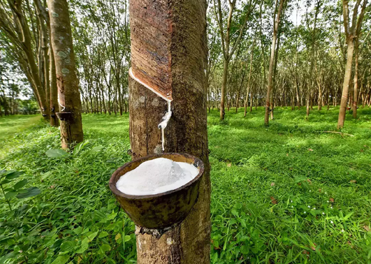 rubber growers