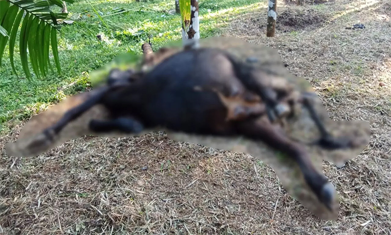 Cow