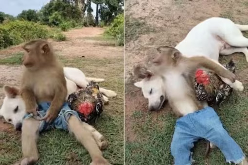 Monkey