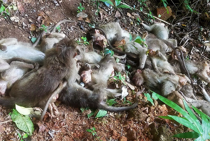 Monkeys