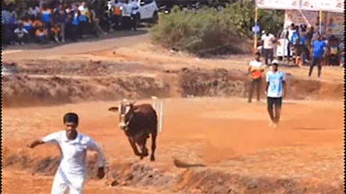 Bull