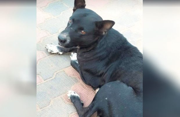 Dog
