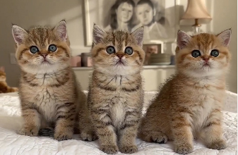 Kittens