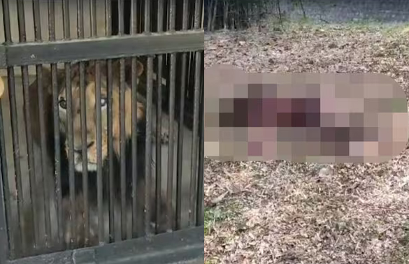 Lion
