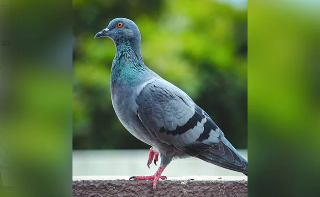 pigeon