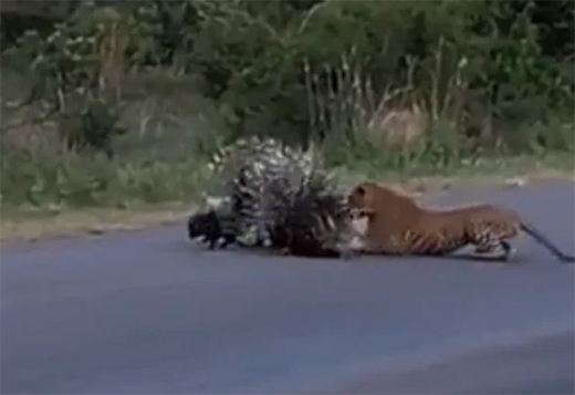 Porcupine parents give 'Z-class security' to protect their babies from  leopard attack: Watch