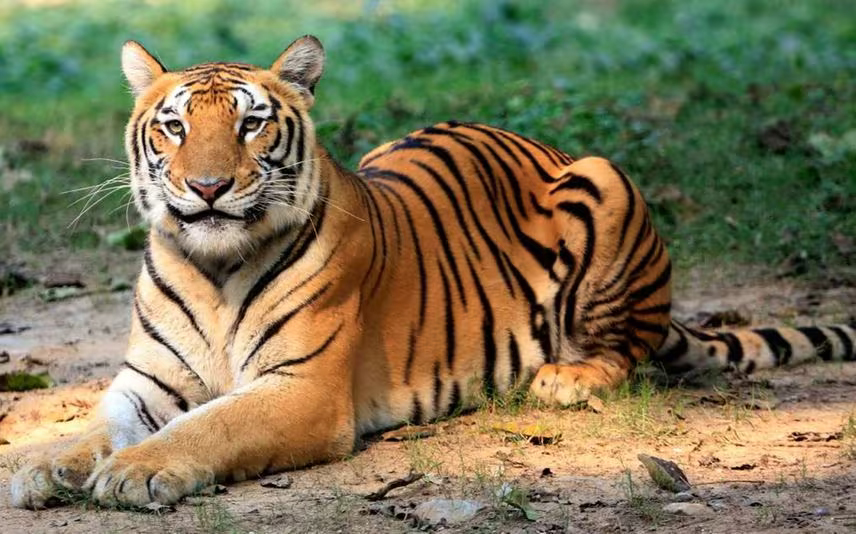 World Tiger Day: Threats To The Majestic Cat - Wildlife SOS