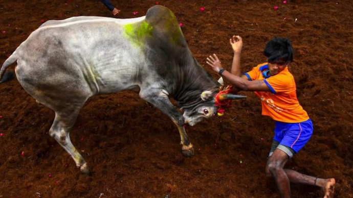 Jallikattu