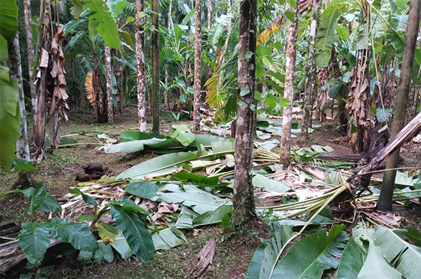 Belthangady
