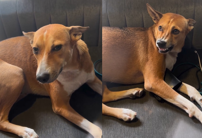 Dog