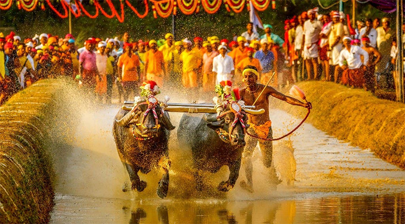 kambala
