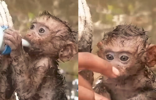 Monkey