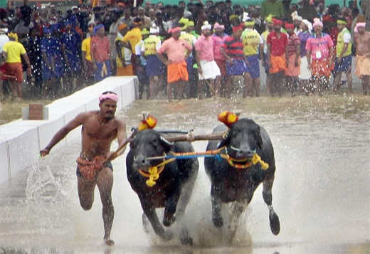 Bengaluru Kambala