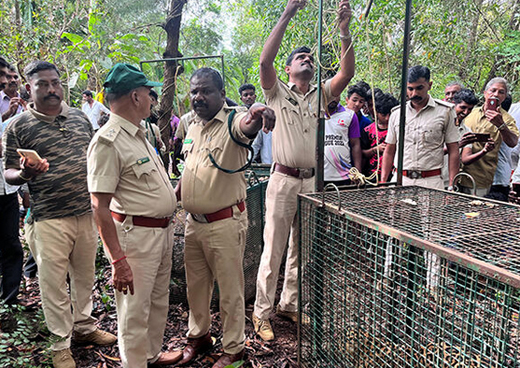 Leopard falls into forest department cage