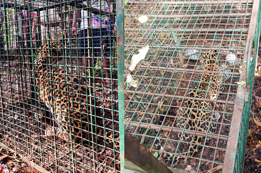 Leopard falls into forest department cage
