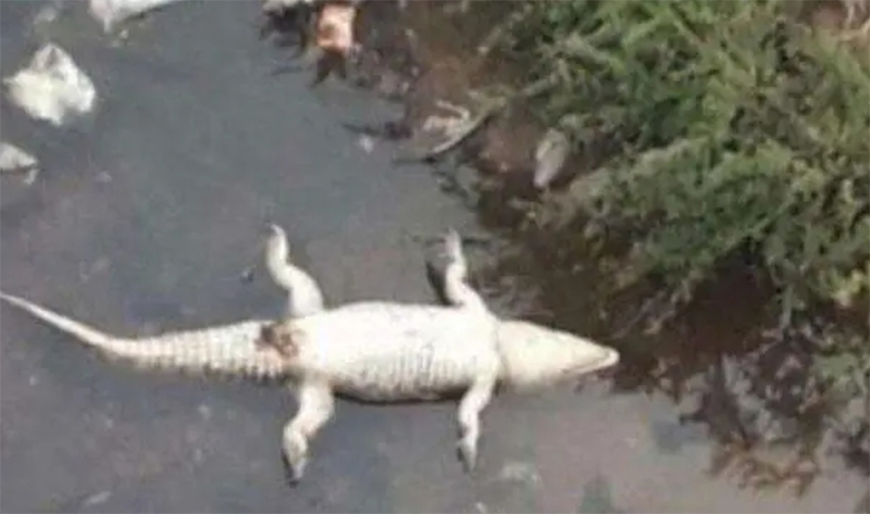 Crocodile