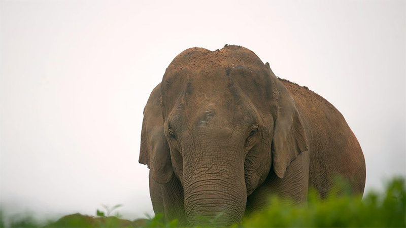 Elephant attack