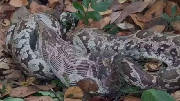Python