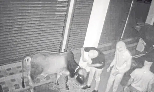 Cattle theft