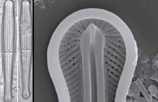Diatom Species Discovered in Udupi
