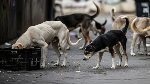 Dogs