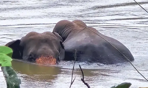 Wild elephants take dip in Netravati