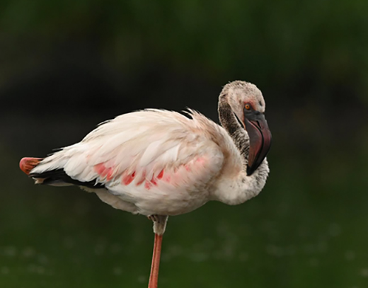 Lesser Flamingo Spotted in Udupi