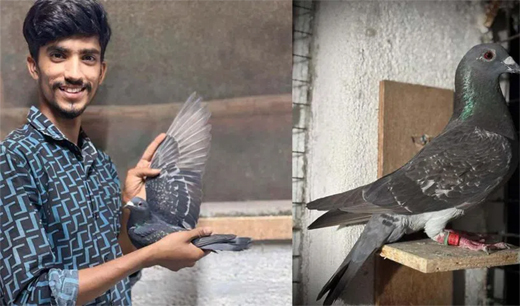 Pigeon