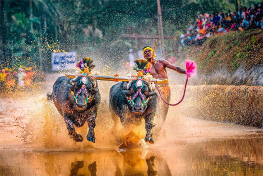 Kambala new rules