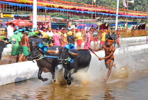 Mangalore Kambala