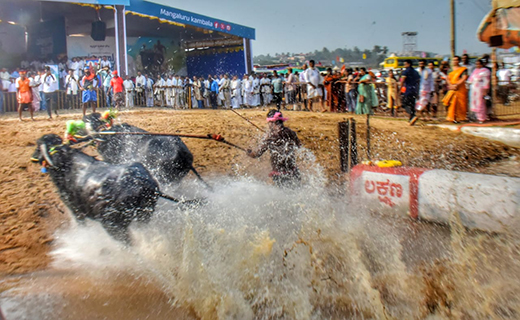 Mangalore Kambala