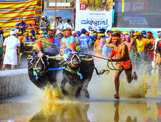 Mangaluru Kambala
