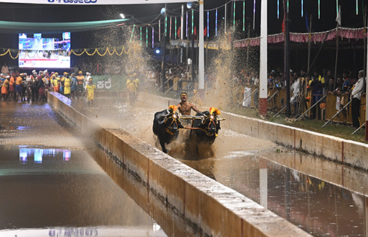 Jaya Vijaya Jodukere Kambala 
