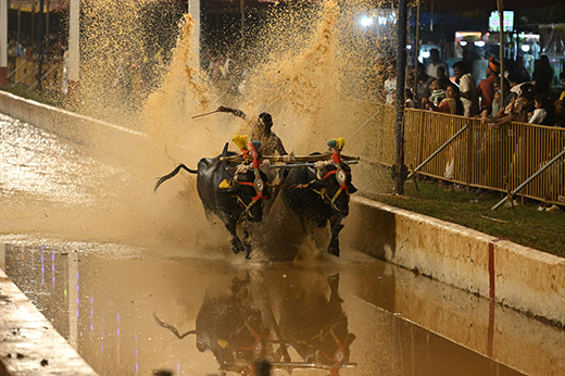 Jaya Vijaya Jodukere Kambala 