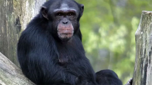 Chimpanzee
