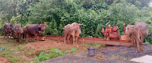 Cattle 