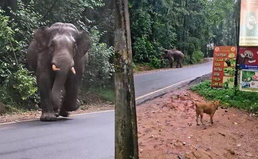 Wild elephant