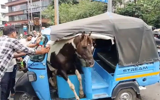 Horses