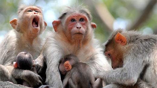 Monkeys