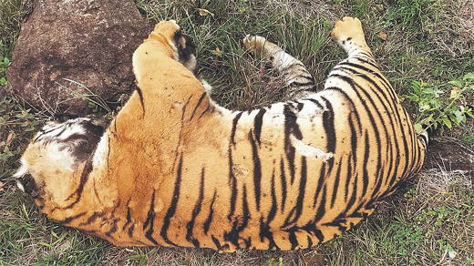Tiger 