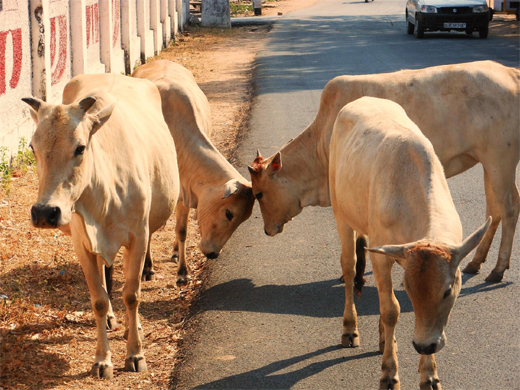 Cattle-Bajarang Dal