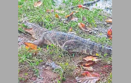 Crocodile 