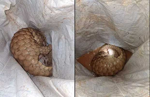 Pangolin 