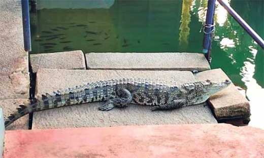 crocodile Babiya 3