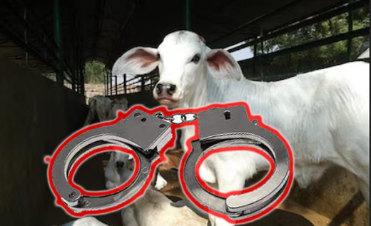 cow-arrest